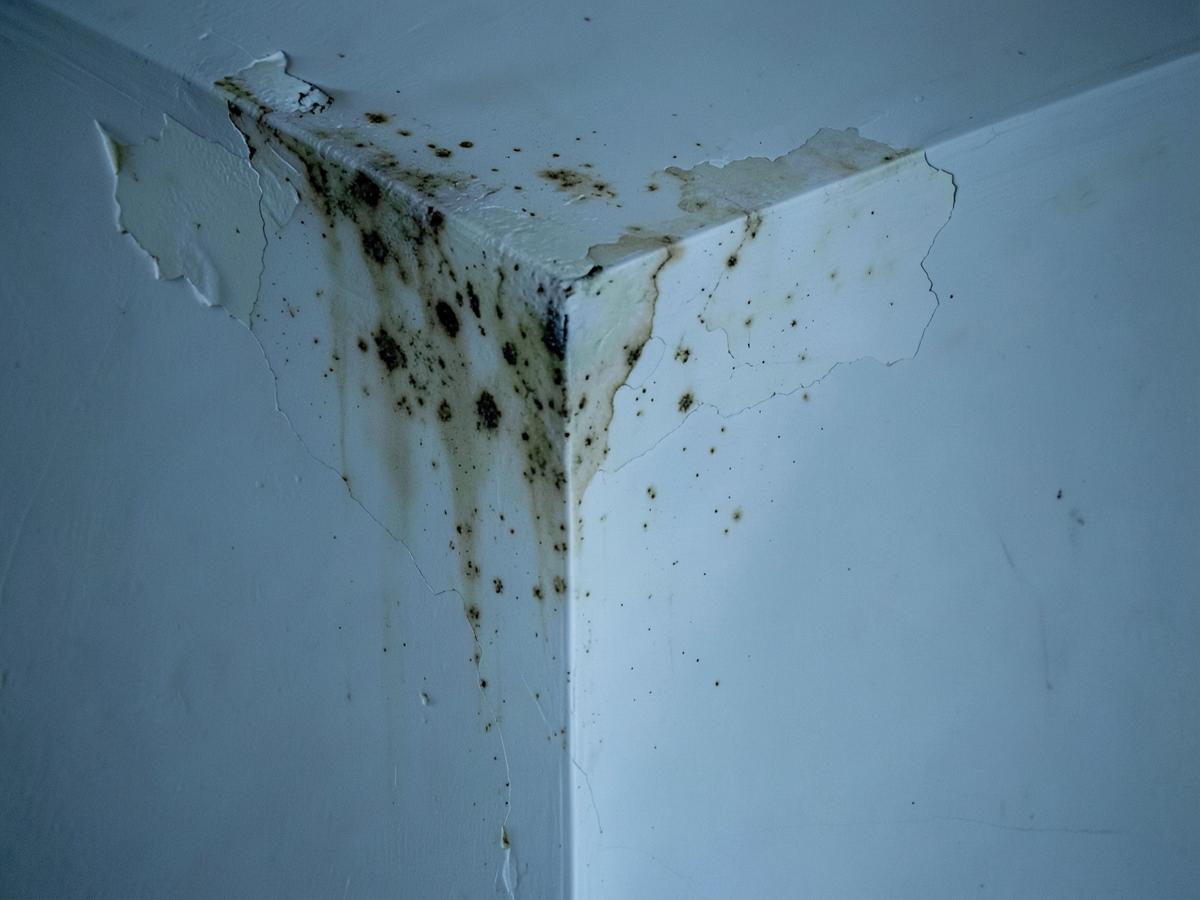 Traces d'humidité et moisissures dans l'angle d'un mur intérieur